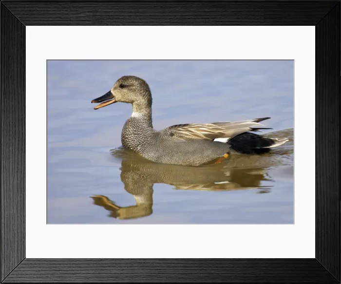 Framed Print : Picture No. 10884052