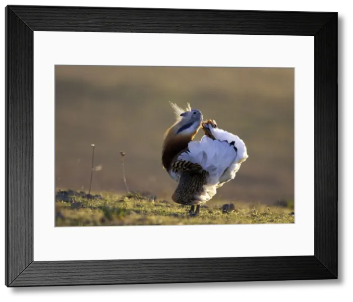 Framed Print : Picture No. 10884054 Framed Print : Picture No. 10884054