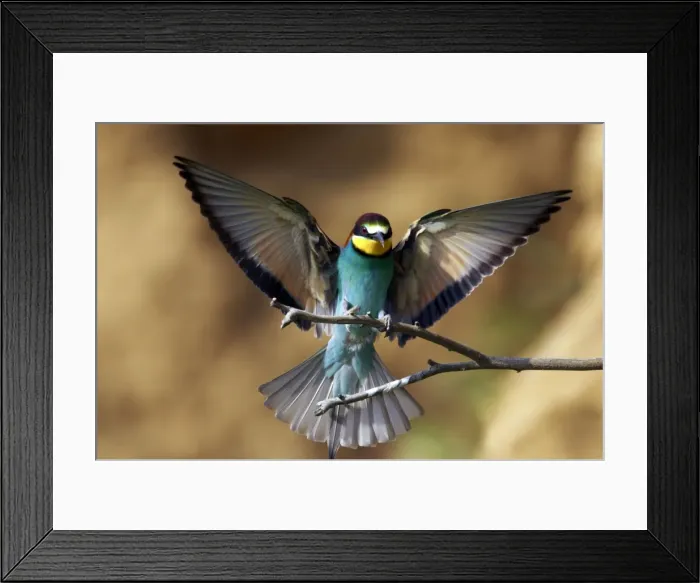 Framed Print : Picture No. 10884056 Framed Print : Picture No. 10884056