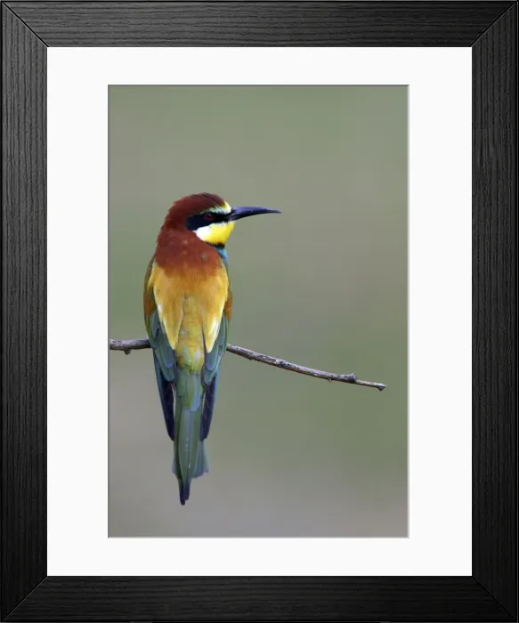 Framed Print : Picture No. 10884057 Framed Print : Picture No. 10884057