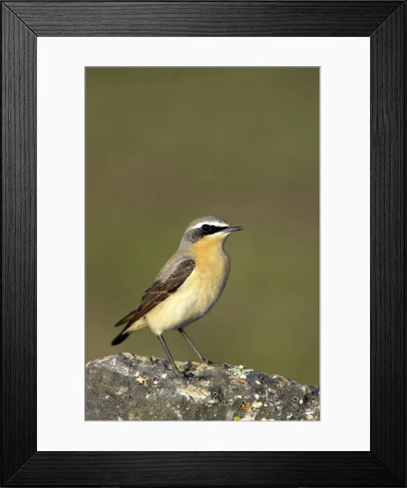 Framed Print : Picture No. 10884053 Framed Print : Picture No. 10884053