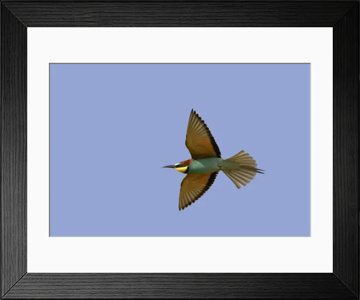 Framed Print : Picture No. 10884058 Framed Print : Picture No. 10884058