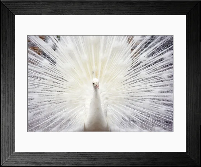 Framed Print : Picture No. 10884059 Framed Print : Picture No. 10884059