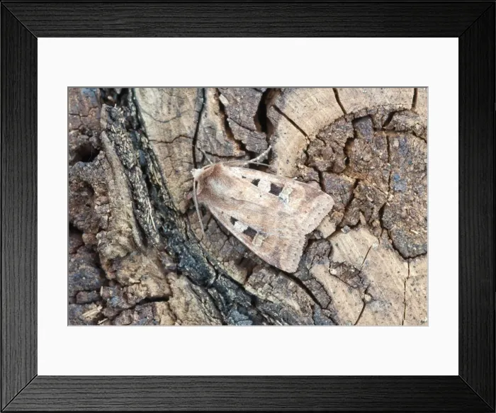 Framed Print : Picture No. 10884065 Framed Print : Picture No. 10884065