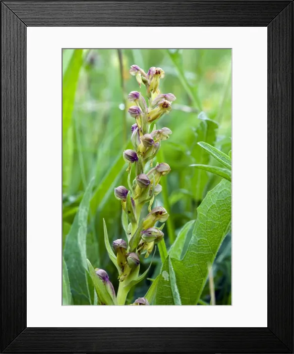 Framed Print : Picture No. 10884079 Framed Print : Picture No. 10884079