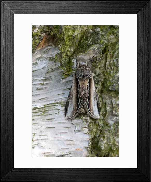 Framed Print : Picture No. 10884075 Framed Print : Picture No. 10884075