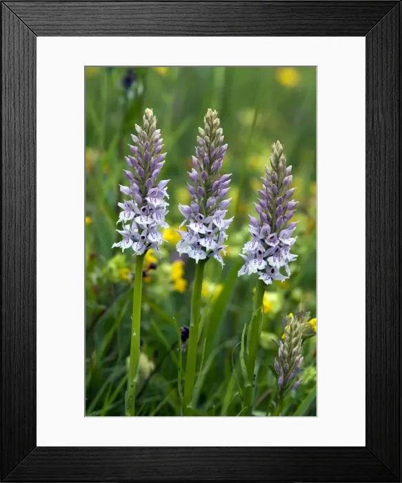 Framed Print : Picture No. 10884081 Framed Print : Picture No. 10884081