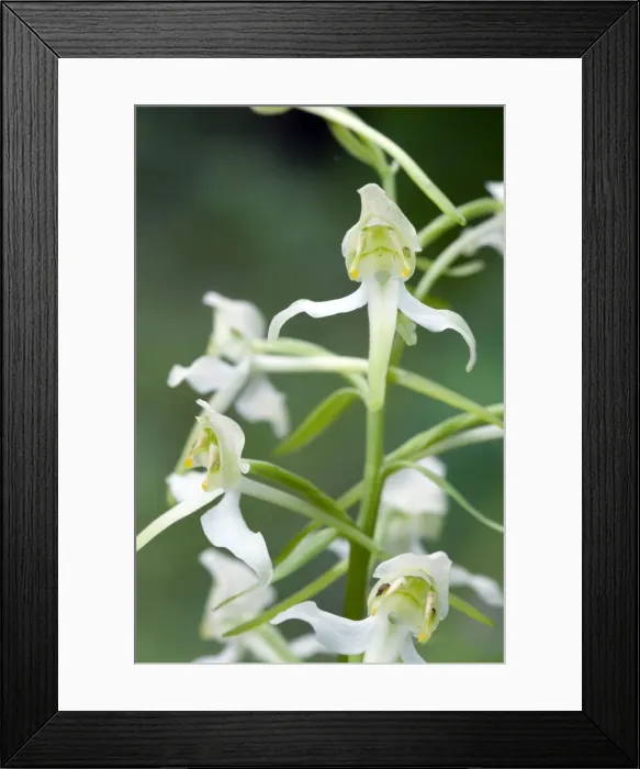 Framed Print : Picture No. 10884083 Framed Print : Picture No. 10884083