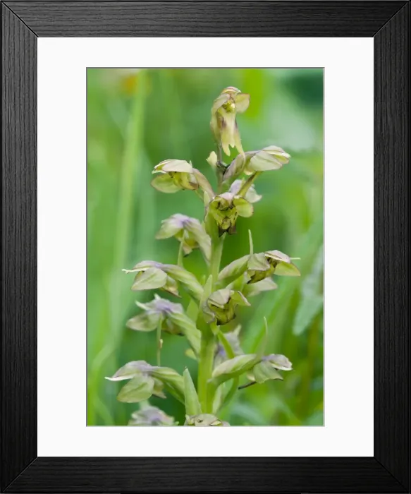 Framed Print : Picture No. 10884080 Framed Print : Picture No. 10884080