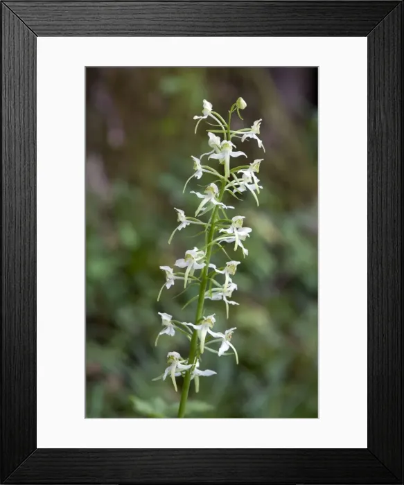 Framed Print : Picture No. 10884084 Framed Print : Picture No. 10884084