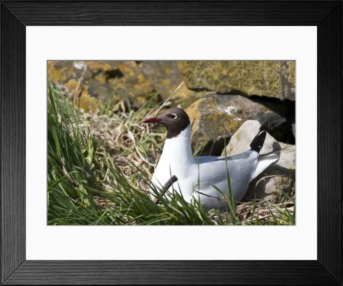 Framed Print : Picture No. 10884086 Framed Print : Picture No. 10884086