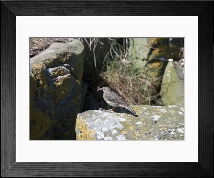 Framed Print : Picture No. 10884087 Framed Print : Picture No. 10884087
