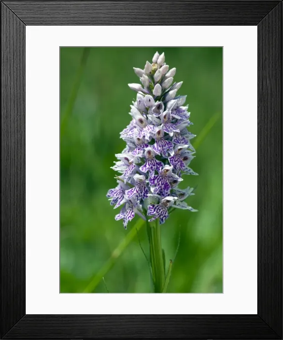 Framed Print : Picture No. 10884082 Framed Print : Picture No. 10884082