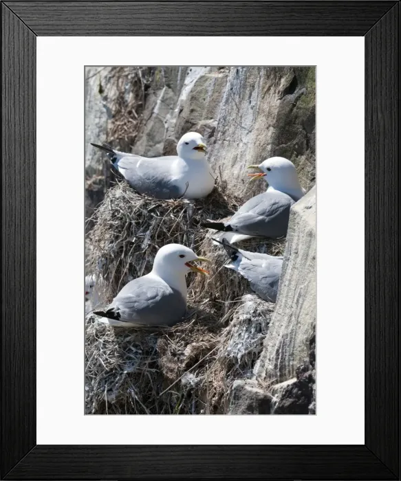 Framed Print : Picture No. 10884089 Framed Print : Picture No. 10884089