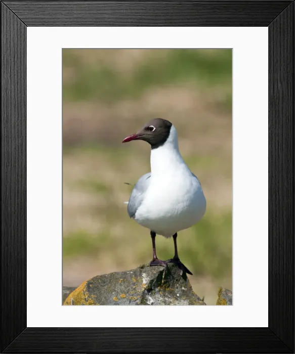 Framed Print : Picture No. 10884085 Framed Print : Picture No. 10884085