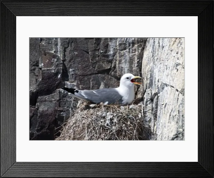 Framed Print : Picture No. 10884090 Framed Print : Picture No. 10884090