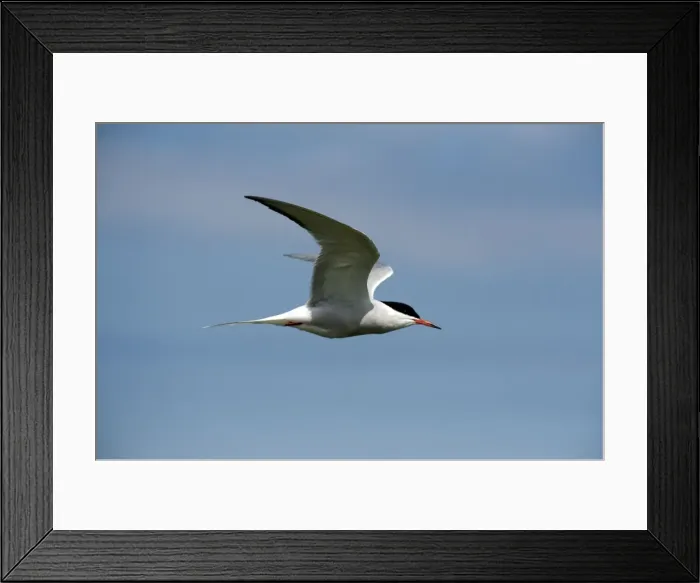 Framed Print : Picture No. 10884094 Framed Print : Picture No. 10884094
