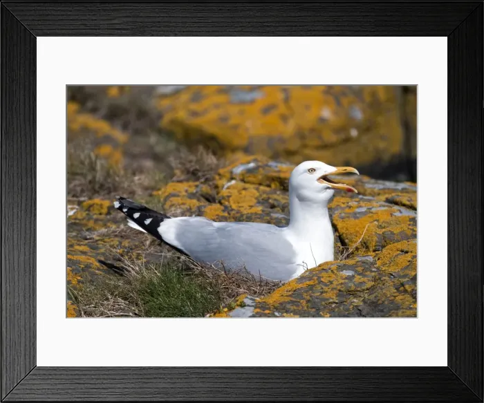 Framed Print : Picture No. 10884088 Framed Print : Picture No. 10884088