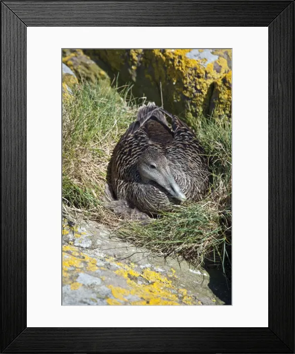 Framed Print : Picture No. 10884097 Framed Print : Picture No. 10884097