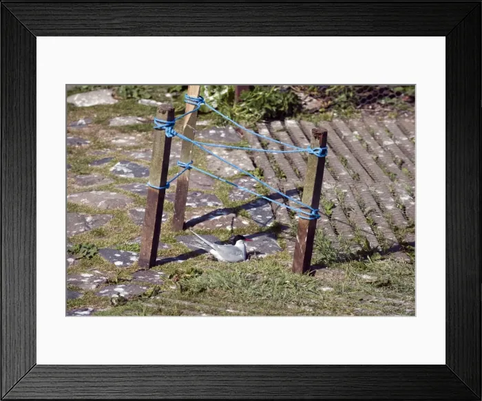 Framed Print : Picture No. 10884092 Framed Print : Picture No. 10884092