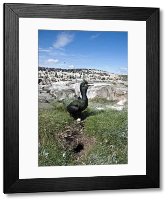 Framed Print : Picture No. 10884098 Framed Print : Picture No. 10884098