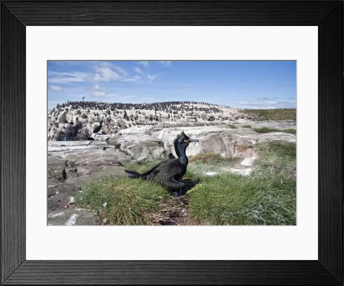 Framed Print : Picture No. 10884100 Framed Print : Picture No. 10884100