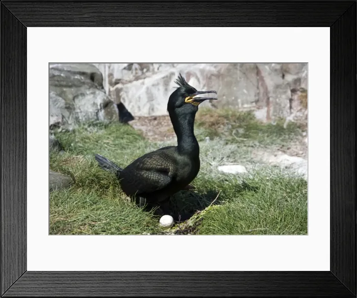 Framed Print : Picture No. 10884099 Framed Print : Picture No. 10884099