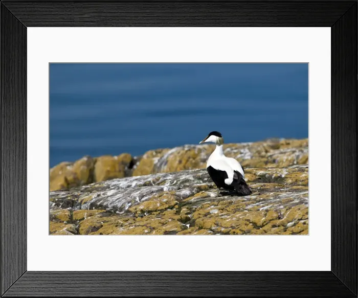 Framed Print : Picture No. 10884096 Framed Print : Picture No. 10884096