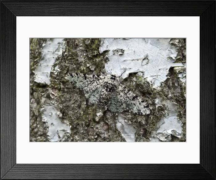 Framed Print : Picture No. 10884103 Framed Print : Picture No. 10884103