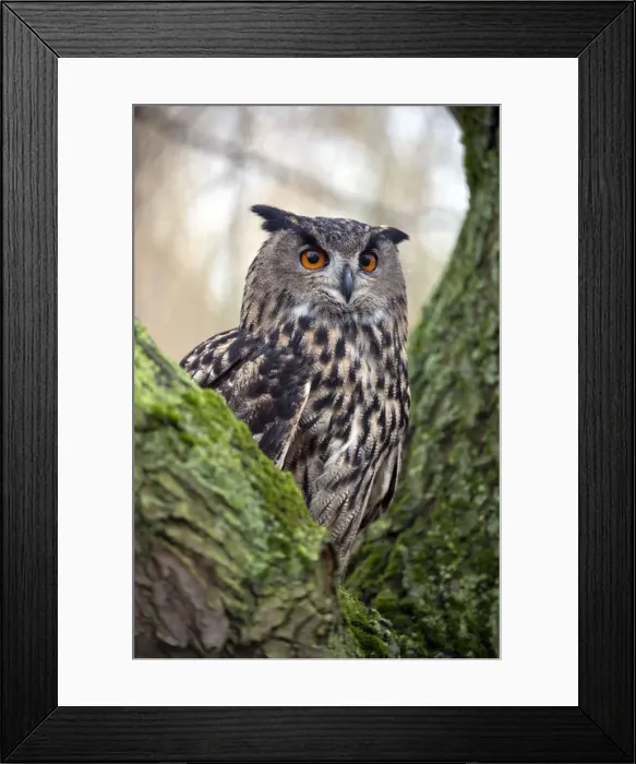 Framed Print : Picture No. 10884117 Framed Print : Picture No. 10884117