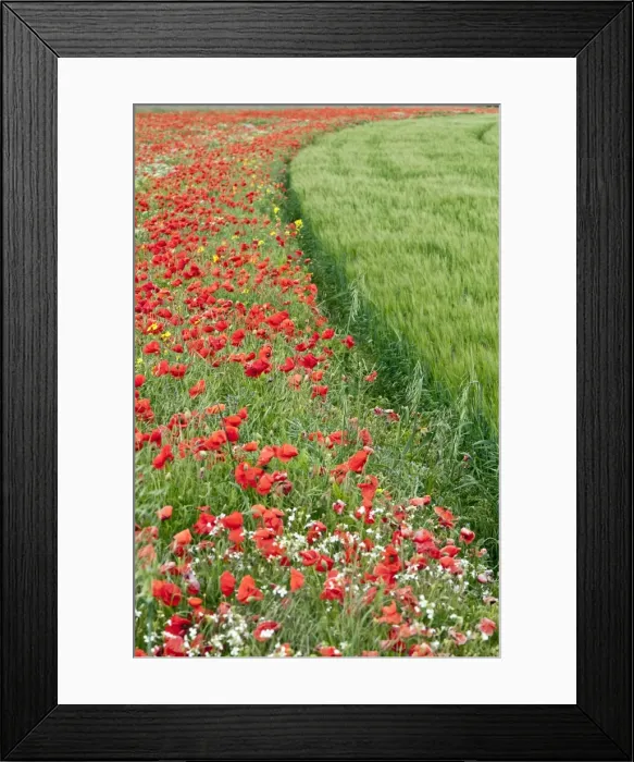 Framed Print : Picture No. 10884109