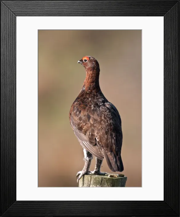 Framed Print : Picture No. 10884118 Framed Print : Picture No. 10884118