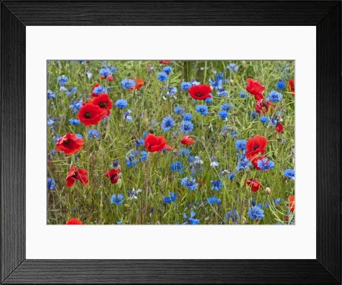Framed Print : Picture No. 10884110 Framed Print : Picture No. 10884110