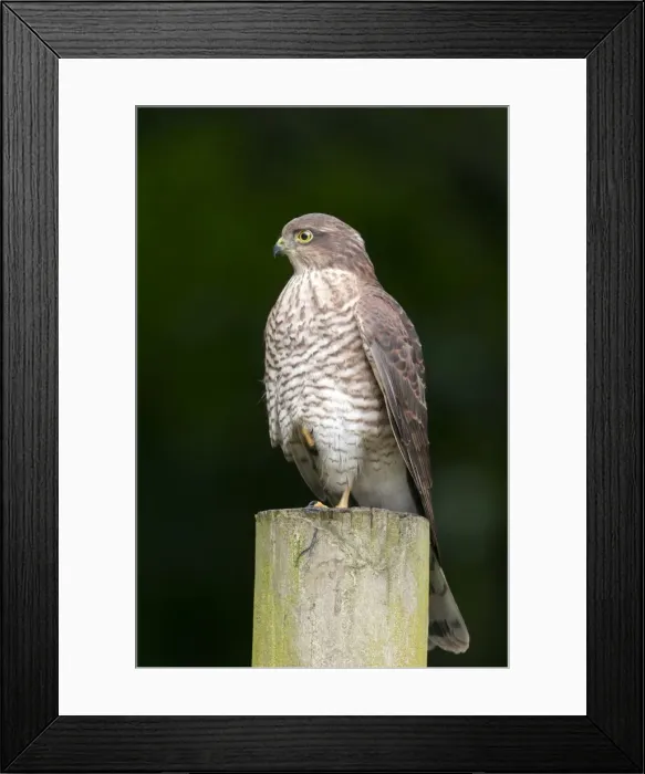 Framed Print : Picture No. 10884119 Framed Print : Picture No. 10884119