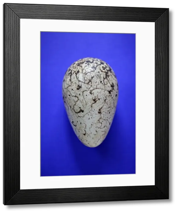 Framed Print : Picture No. 10884120 Framed Print : Picture No. 10884120