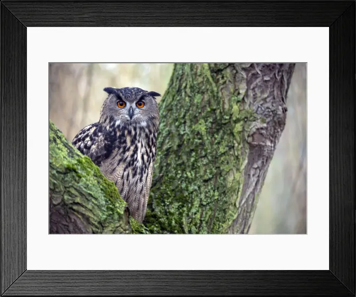 Framed Print : Picture No. 10884116 Framed Print : Picture No. 10884116