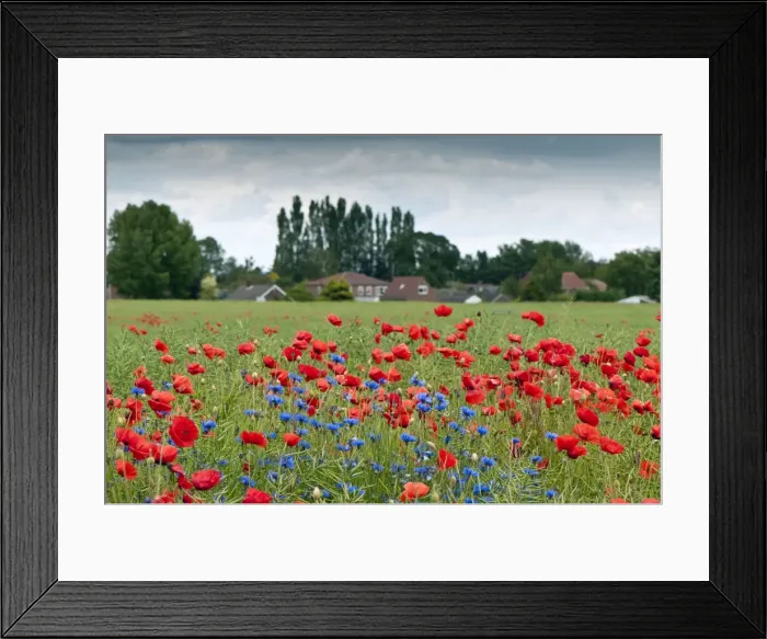 Framed Print : Picture No. 10884104 Framed Print : Picture No. 10884104