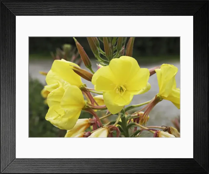 Framed Print : Picture No. 10884125 Framed Print : Picture No. 10884125