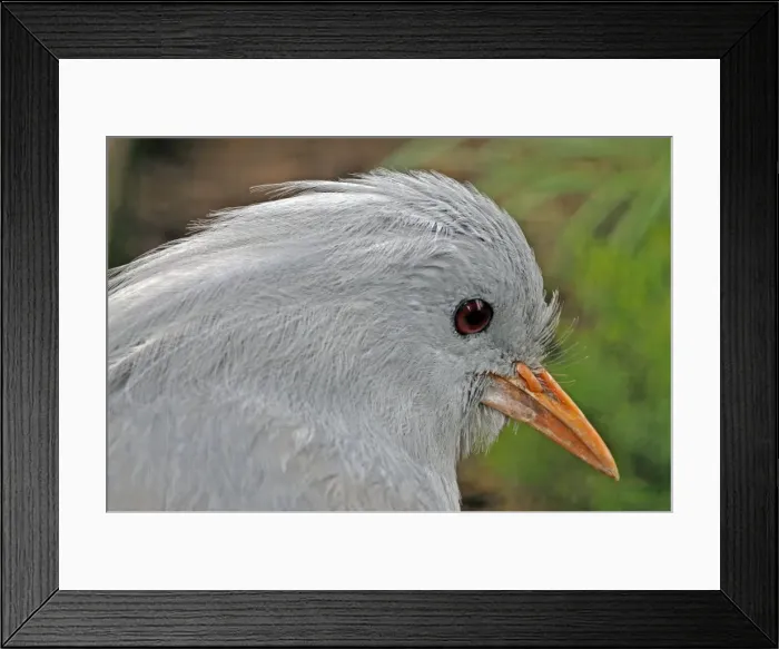 Framed Print : Picture No. 10884128