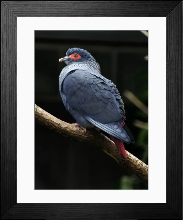 Framed Print : Picture No. 10884130 Framed Print : Picture No. 10884130