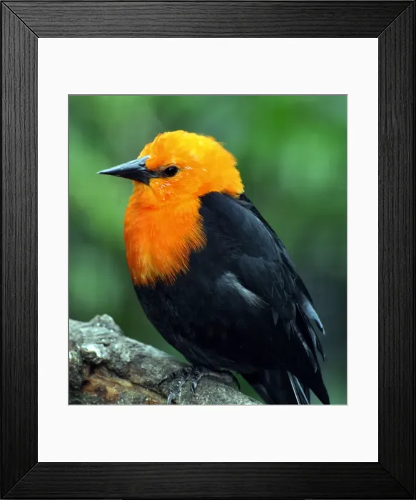 Framed Print : Picture No. 10884131 Framed Print : Picture No. 10884131