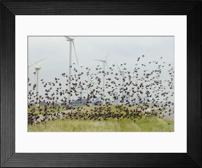 Framed Print : Picture No. 10884134 Framed Print : Picture No. 10884134