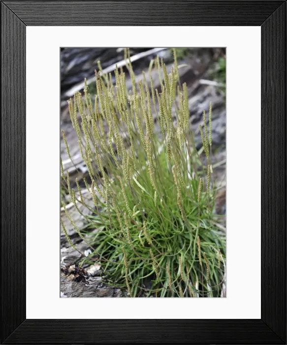 Framed Print : Picture No. 10884124 Framed Print : Picture No. 10884124