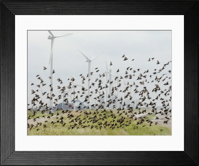 Framed Print : Picture No. 10884135 Framed Print : Picture No. 10884135