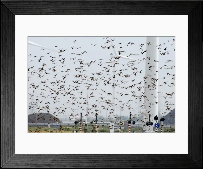 Framed Print : Picture No. 10884133 Framed Print : Picture No. 10884133