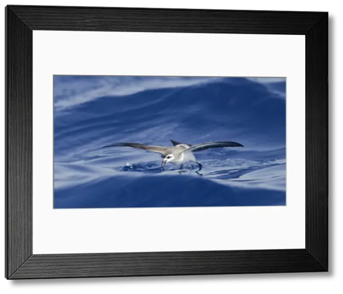 Framed Print : Picture No. 10884231 Framed Print : Picture No. 10884231