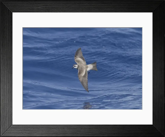 Framed Print : Picture No. 10884234 Framed Print : Picture No. 10884234