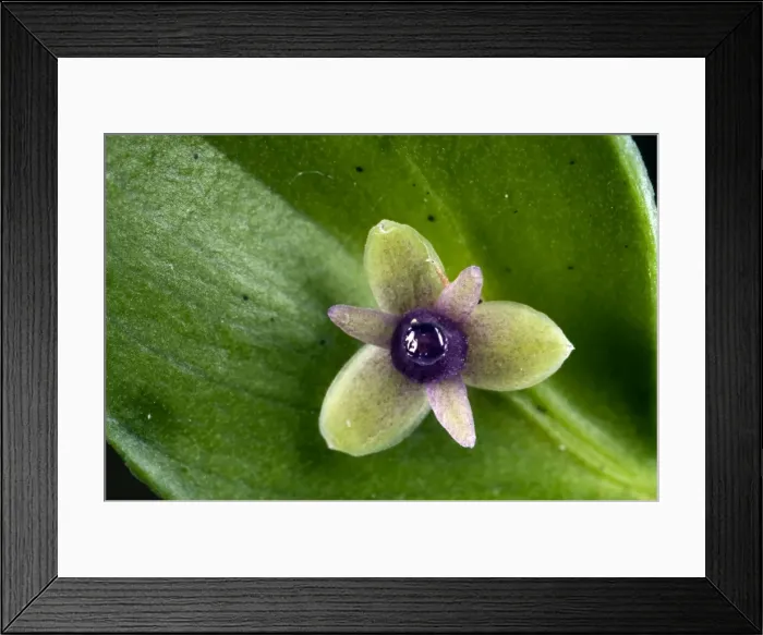 Framed Print : Picture No. 10884228 Framed Print : Picture No. 10884228