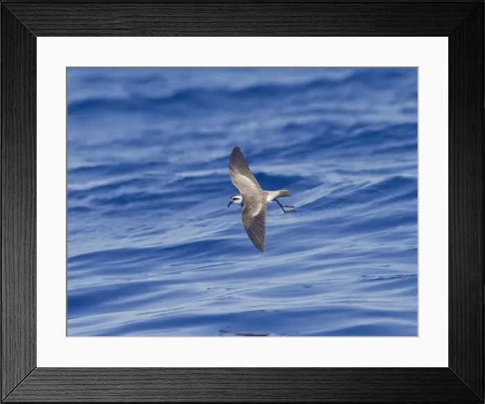 Framed Print : Picture No. 10884235 Framed Print : Picture No. 10884235