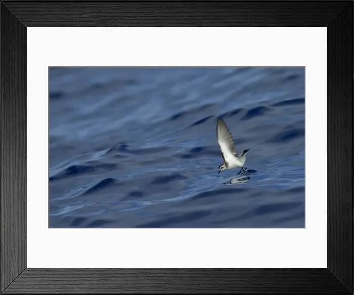 Framed Print : Picture No. 10884232 Framed Print : Picture No. 10884232